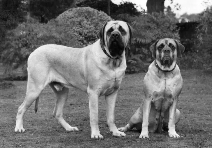 Framed Print : FALL / BULLMASTIFF / 1976 Framed Print : FALL / BULLMASTIFF / 1976