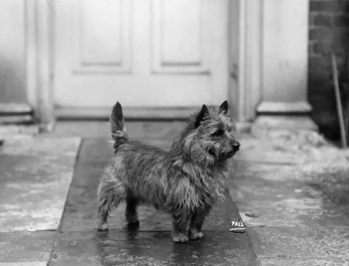 Framed Print : FALL / CAIRN TERRIER / 1934 Framed Print : FALL / CAIRN TERRIER / 1934