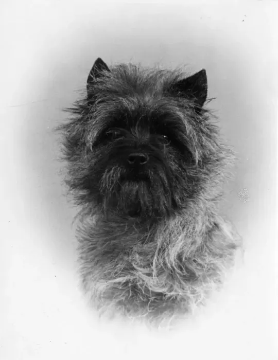 Framed Print : FALL / CAIRN TERRIER / 1953 Framed Print : FALL / CAIRN TERRIER / 1953