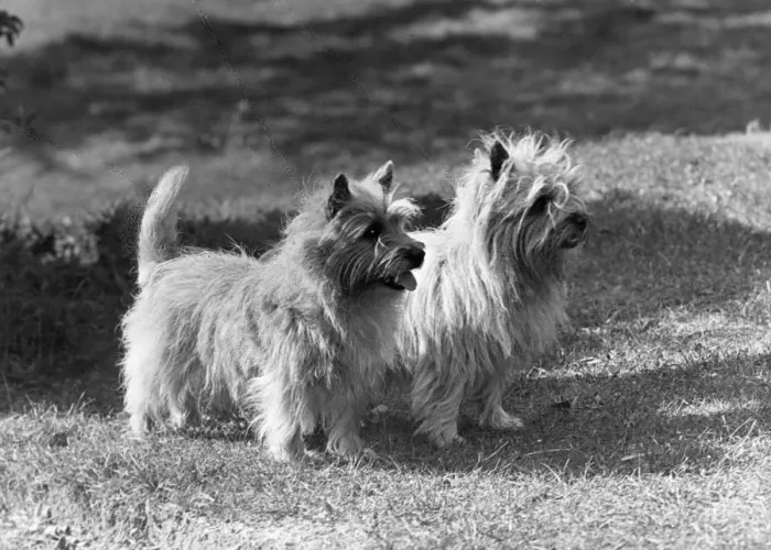 Framed Print : FALL / CAIRN TERRIER / 1954 Framed Print : FALL / CAIRN TERRIER / 1954