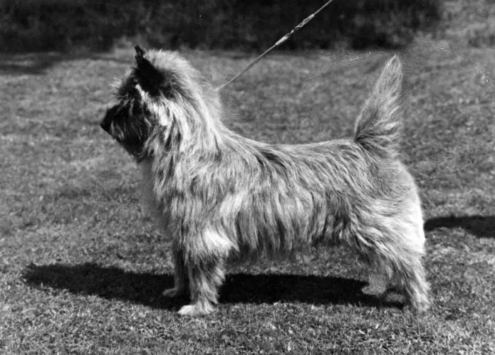 Framed Print : FALL / CAIRN TERRIER / 1966 Framed Print : FALL / CAIRN TERRIER / 1966