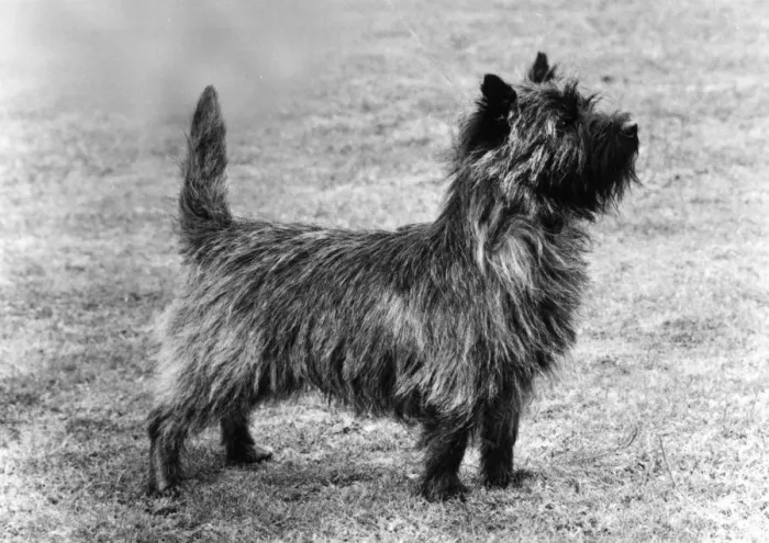 Framed Print : FALL / CAIRN TERRIER / 1978 Framed Print : FALL / CAIRN TERRIER / 1978