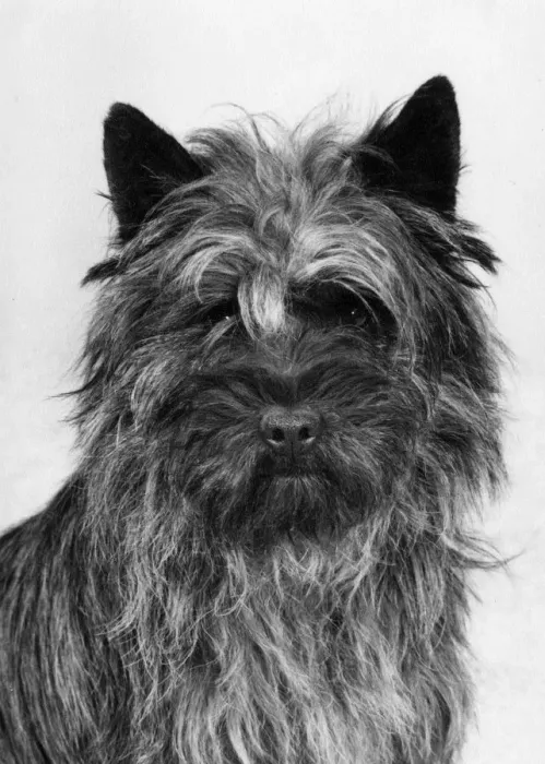 Framed Print : FALL / CAIRN TERRIER / 1979 Framed Print : FALL / CAIRN TERRIER / 1979