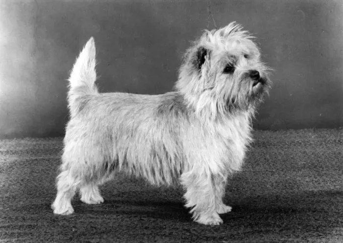 Framed Print : FALL / CAIRN TERRIER / 1983 Framed Print : FALL / CAIRN TERRIER / 1983