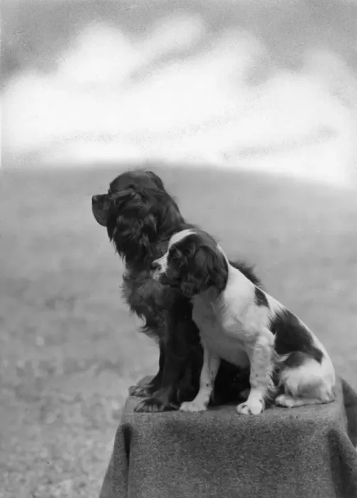Framed Print : FALL / CAVALIER / 1946 Framed Print : FALL / CAVALIER / 1946