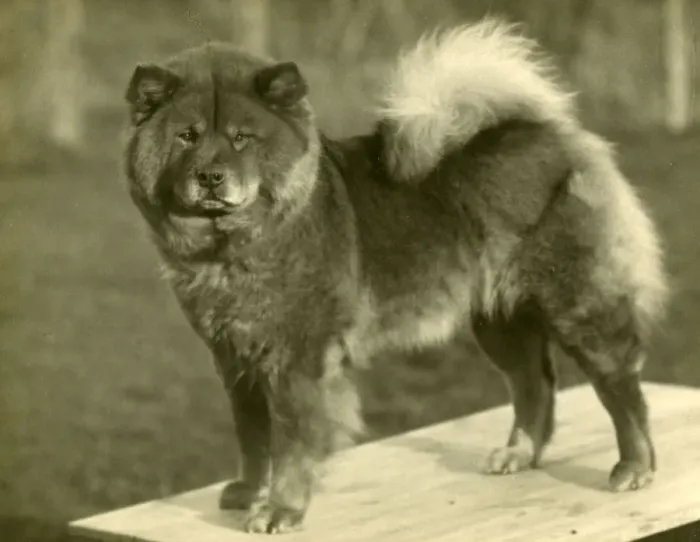 Framed Print : FALL / CHOW CHOW / 1929 Framed Print : FALL / CHOW CHOW / 1929