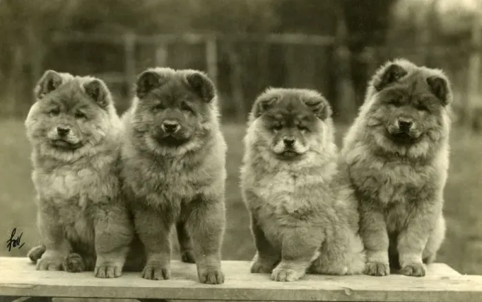 Framed Print : FALL / CHOW CHOW / 1930 Framed Print : FALL / CHOW CHOW / 1930
