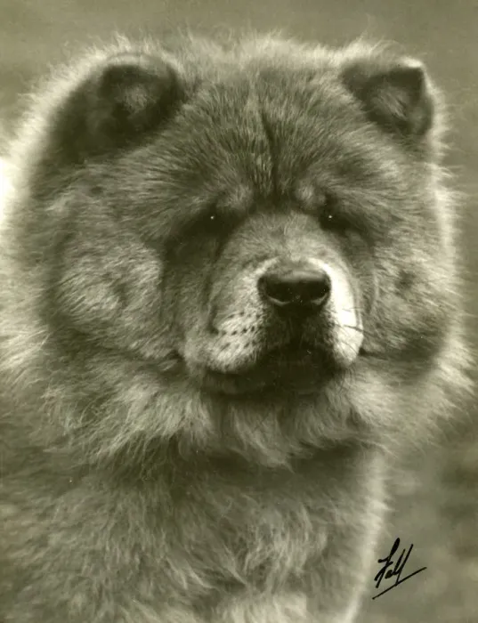 Framed Print : FALL / CHOW CHOW / 1932 Framed Print : FALL / CHOW CHOW / 1932