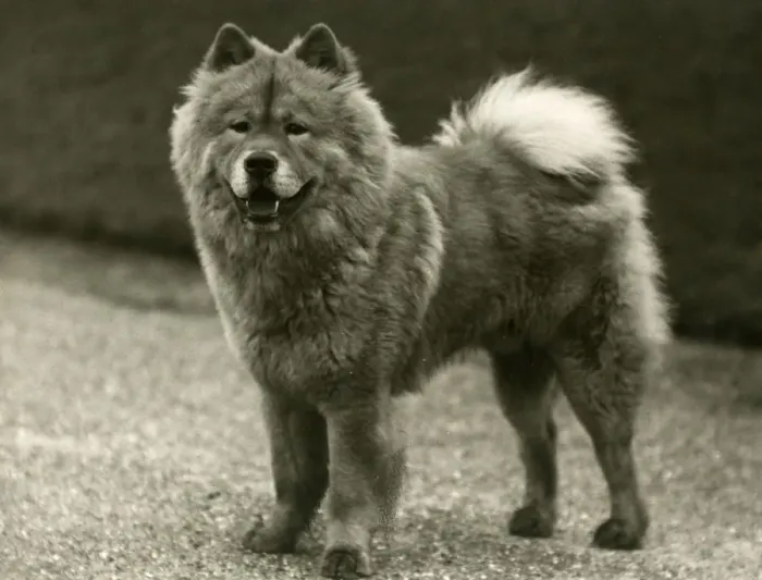 Framed Print : FALL  /  CHOW CHOW  /  1939