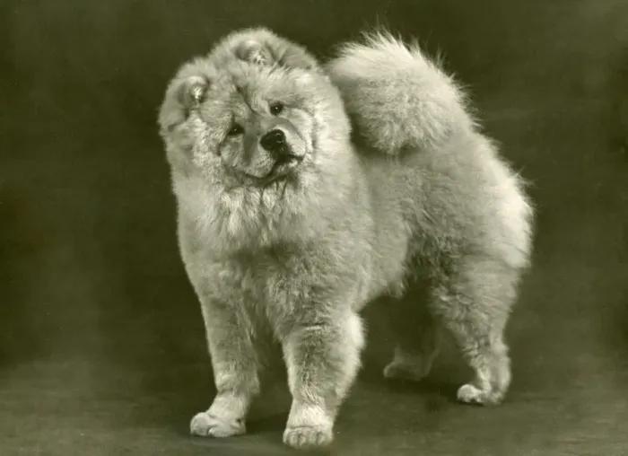 Framed Print : FALL / CHOW CHOW / 1949 Framed Print : FALL / CHOW CHOW / 1949