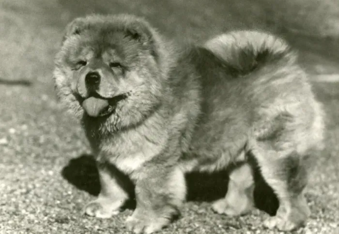 Framed Print : FALL / CHOW CHOW / 1958 Framed Print : FALL / CHOW CHOW / 1958