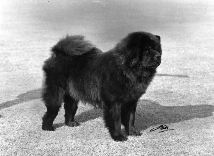 Framed Print : FALL / CHOW CHOW / 1967 Framed Print : FALL / CHOW CHOW / 1967