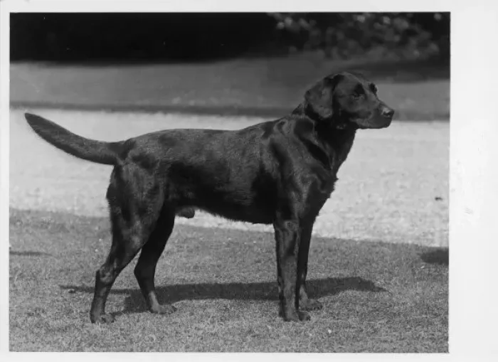 Framed Print : FALL / CRUFTS / 1937 Framed Print : FALL / CRUFTS / 1937