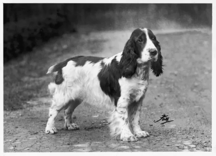 Framed Print : FALL / CRUFTS / 1938 / 1939 Framed Print : FALL / CRUFTS / 1938 / 1939