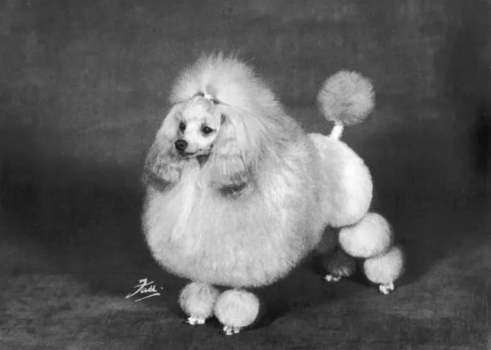 Framed Print : Fall - Crufts - 1966 - Poodle Framed Print : Fall - Crufts - 1966 - Poodle