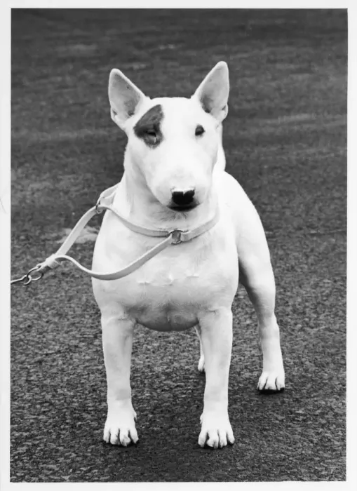 Framed Print : FALL / CRUFTS / BULL TERRIER Framed Print : FALL / CRUFTS / BULL TERRIER