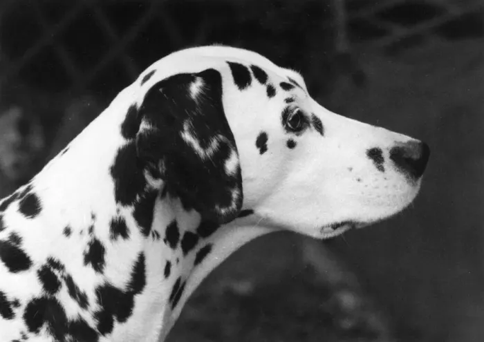 Framed Print : FALL / CRUFTS / DALMATIAN Framed Print : FALL / CRUFTS / DALMATIAN