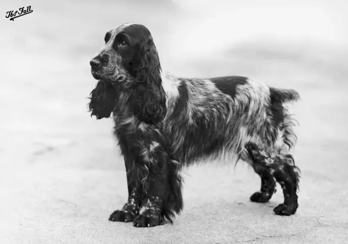 Framed Print : FALL / CRUFTS WINNER / 1948 Framed Print : FALL / CRUFTS WINNER / 1948