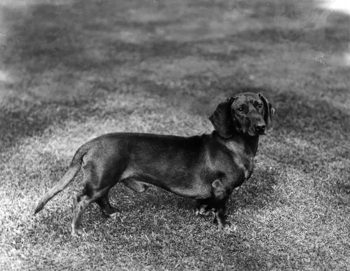 Framed Print : FALL / DACHSHUND / 1907 Framed Print : FALL / DACHSHUND / 1907