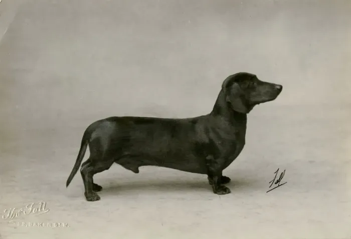 Framed Print : FALL / DACHSHUND / 1926 Framed Print : FALL / DACHSHUND / 1926
