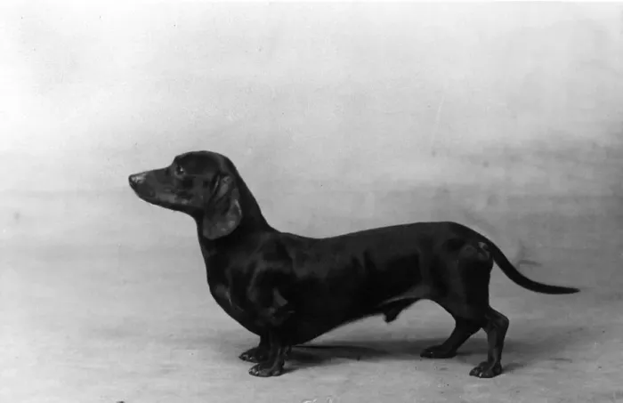 Framed Print : FALL / DACHSHUND / 1934 Framed Print : FALL / DACHSHUND / 1934