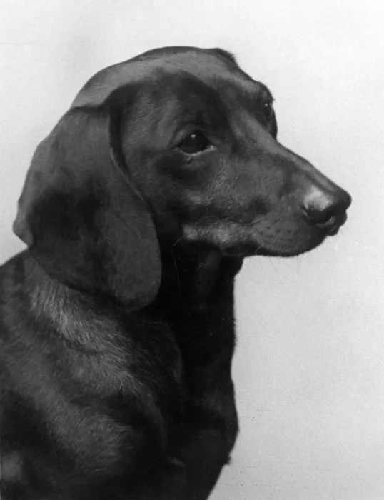 Framed Print : FALL / DACHSHUND / 1935 Framed Print : FALL / DACHSHUND / 1935