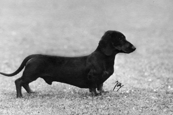 Framed Print : FALL / DACHSHUND / 1948 Framed Print : FALL / DACHSHUND / 1948