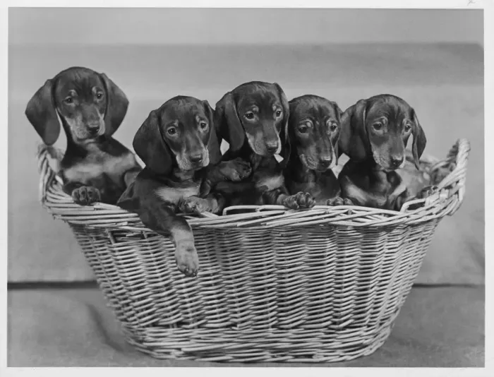 Framed Print : FALL / DACHSHUND / 1954 Framed Print : FALL / DACHSHUND / 1954