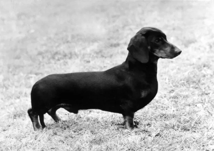 Framed Print : FALL / DACHSHUND / 1975 Framed Print : FALL / DACHSHUND / 1975