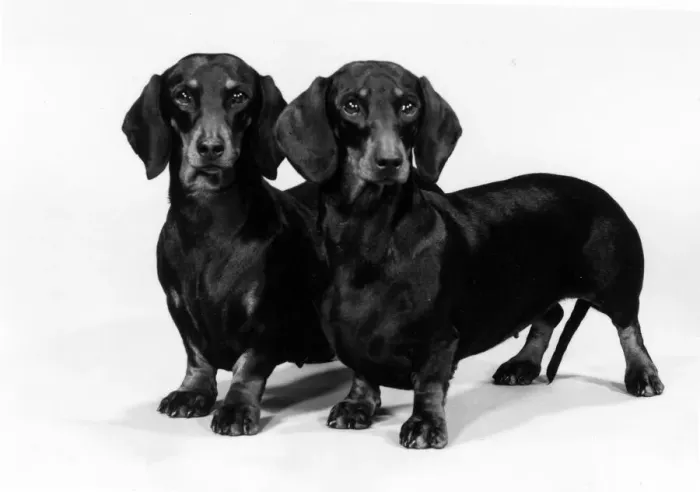 Framed Print : FALL / DACHSHUND / 1980 Framed Print : FALL / DACHSHUND / 1980