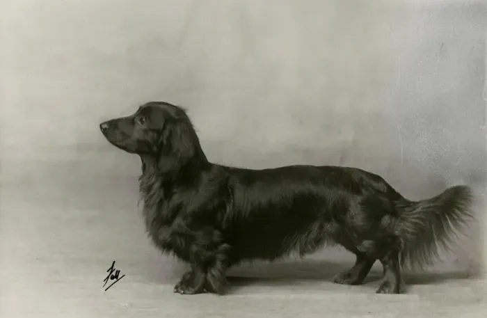 Framed Print : FALL / DACHSHUND / LONG / 1935 Framed Print : FALL / DACHSHUND / LONG / 1935