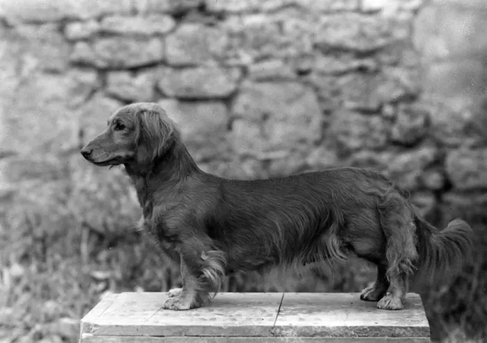 Framed Print : FALL / DACHSHUND / LONG / 1943 Framed Print : FALL / DACHSHUND / LONG / 1943