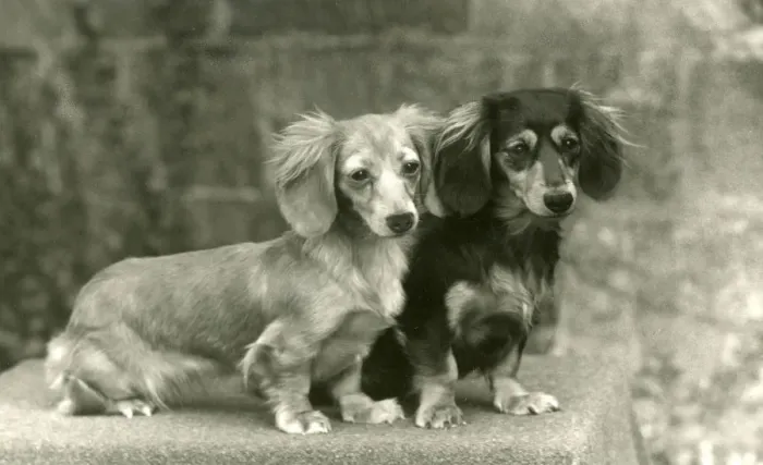 Framed Print : FALL / DACHSHUND / LONG / 1954 Framed Print : FALL / DACHSHUND / LONG / 1954