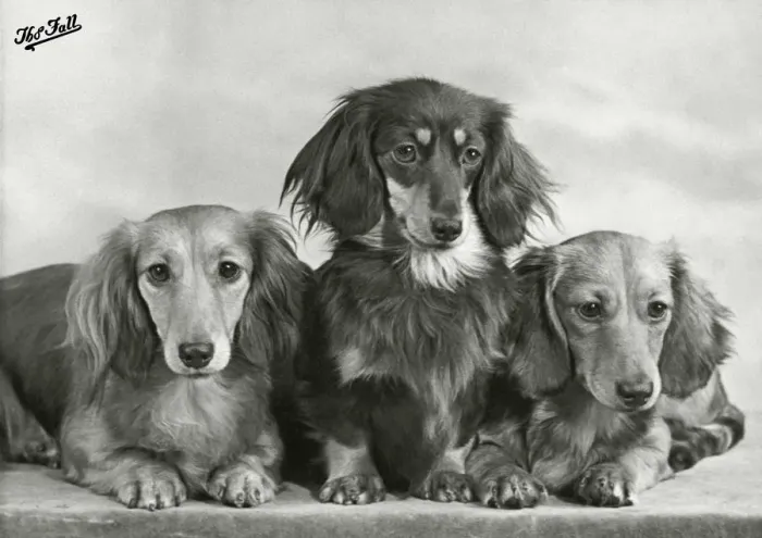 Framed Print : Fall - Dachshund - Long - 1955 Framed Print : Fall - Dachshund - Long - 1955
