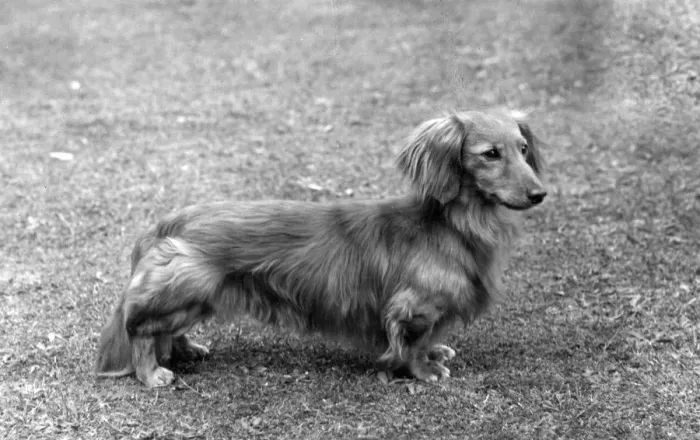 Framed Print : FALL / DACHSHUND / LONG / 1961 Framed Print : FALL / DACHSHUND / LONG / 1961
