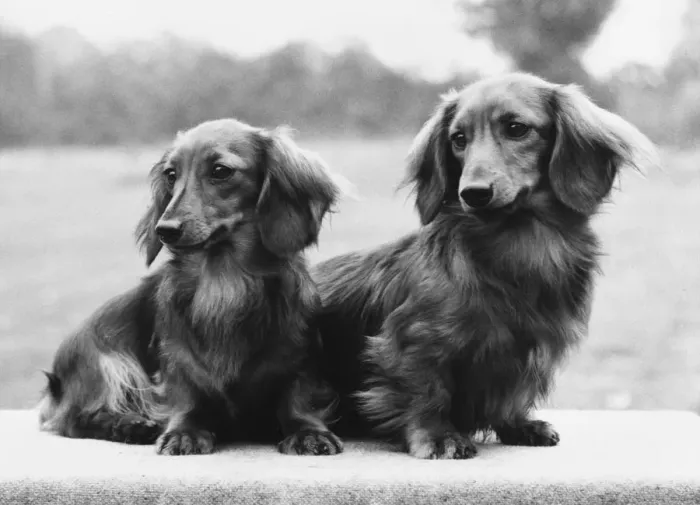 Framed Print : FALL / DACHSHUND / LONG / 1975 Framed Print : FALL / DACHSHUND / LONG / 1975