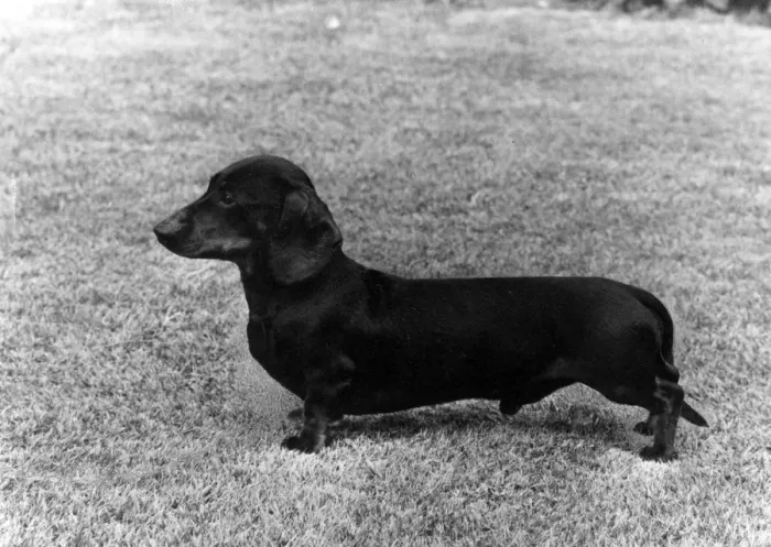 Framed Print : FALL / DACHSHUND / MINI / 1969 Framed Print : FALL / DACHSHUND / MINI / 1969