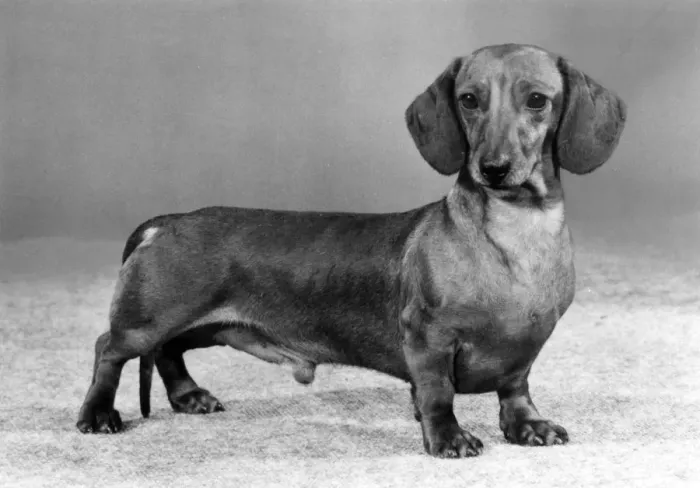 Framed Print : FALL / DACHSHUND / MINI / 1982 Framed Print : FALL / DACHSHUND / MINI / 1982
