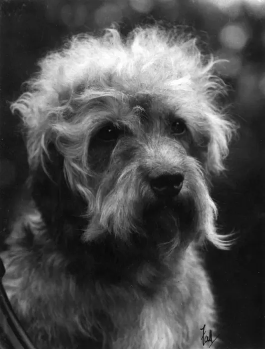 Framed Print : FALL / DANDIE DINMONT / 1933 Framed Print : FALL / DANDIE DINMONT / 1933