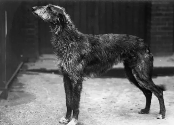 Framed Print : Fall / Deerhound / Champion Aesthetic of Ross Framed Print : Fall / Deerhound / Champion Aesthetic of Ross