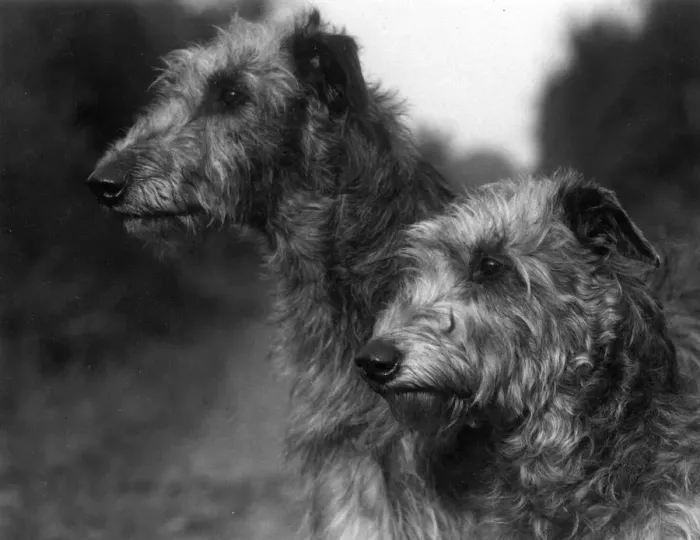 Framed Print : FALL / DEERHOUND / CONNELL Framed Print : FALL / DEERHOUND / CONNELL