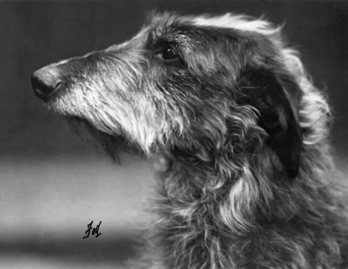 Framed Print : FALL / DEERHOUND / ROSS Framed Print : FALL / DEERHOUND / ROSS
