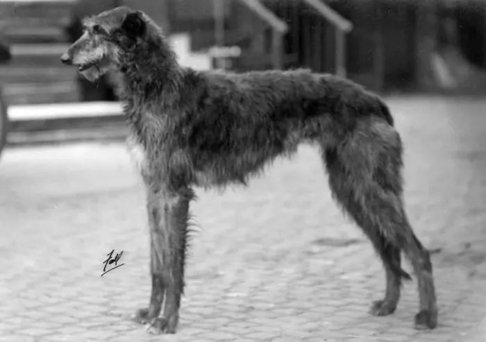 Framed Print : FALL / DEERHOUND / ROSS Framed Print : FALL / DEERHOUND / ROSS