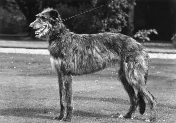 Framed Print : FALL / DEERHOUND / ROTHERWD Framed Print : FALL / DEERHOUND / ROTHERWD