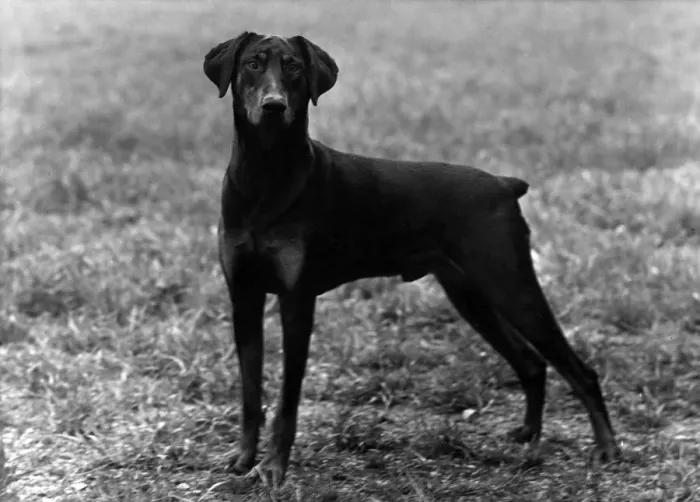 Framed Print : FALL / DOBERMANN / 1952 Framed Print : FALL / DOBERMANN / 1952