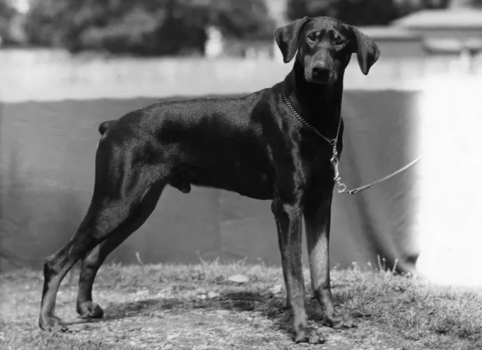 Framed Print : FALL / DOBERMANN / 1953 Framed Print : FALL / DOBERMANN / 1953