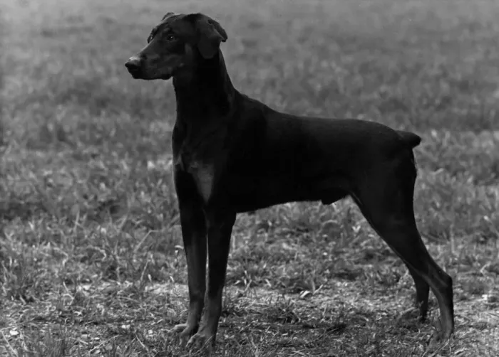 Framed Print : FALL / DOBERMANN / 1954 Framed Print : FALL / DOBERMANN / 1954