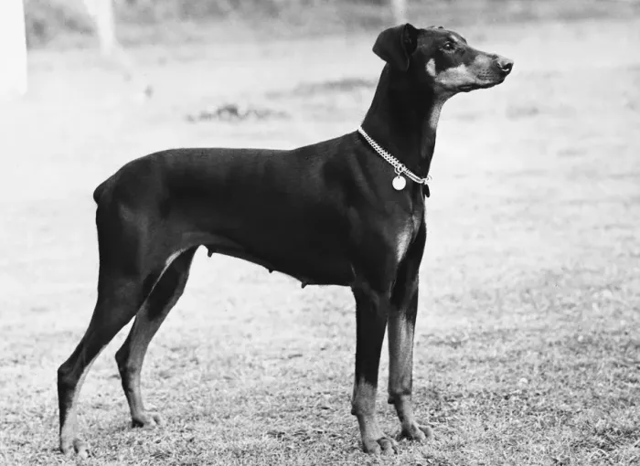 Framed Print : FALL / DOBERMANN / 1955 Framed Print : FALL / DOBERMANN / 1955