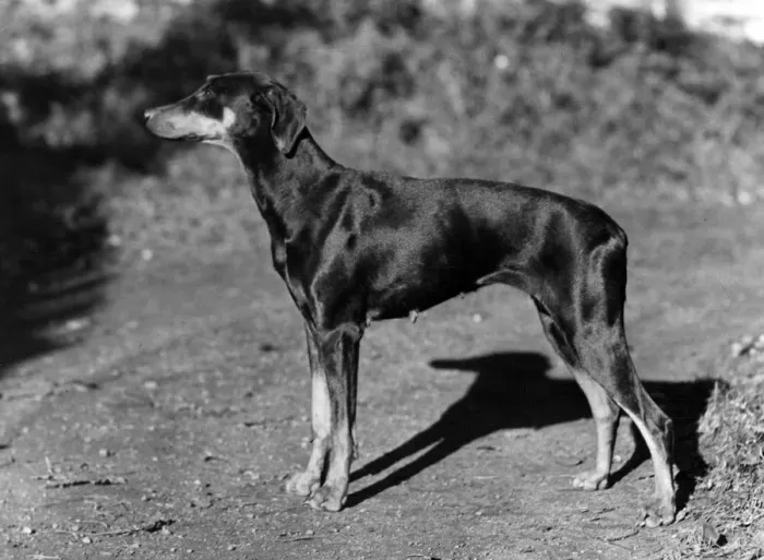 Framed Print : FALL / DOBERMANN / 1956 Framed Print : FALL / DOBERMANN / 1956