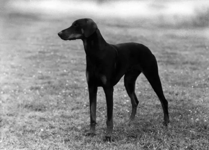 Framed Print : FALL / DOBERMANN / 1957 Framed Print : FALL / DOBERMANN / 1957